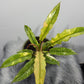 Philodendron 'Ring of Fire' - www.augi - plants.lv