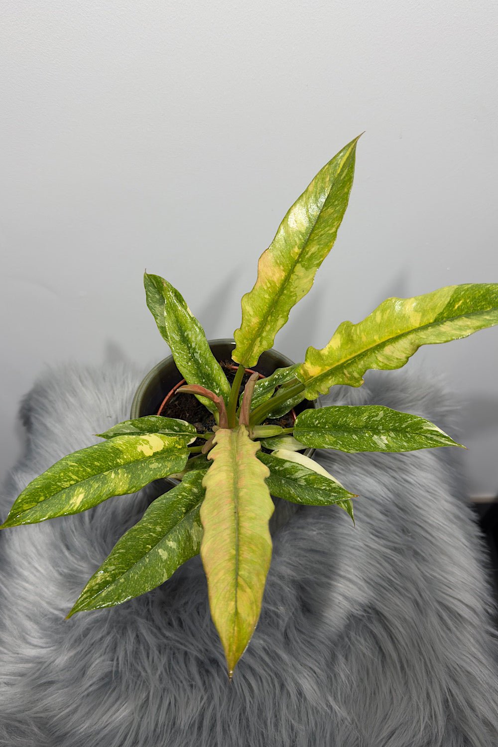 Philodendron 'Ring of Fire' - www.augi - plants.lv