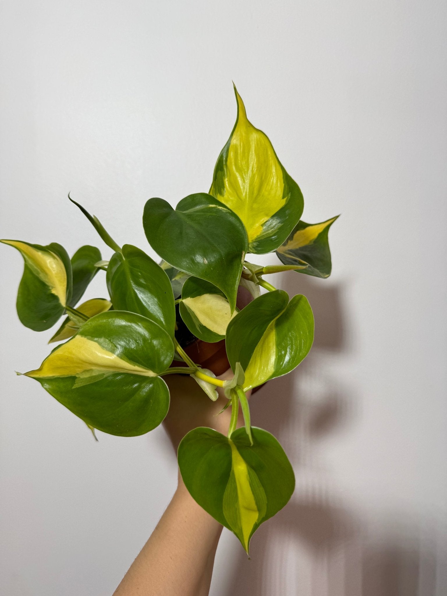 brasil philodendron nz Philodendron Scandens Brasil – www.augi-plants.lv