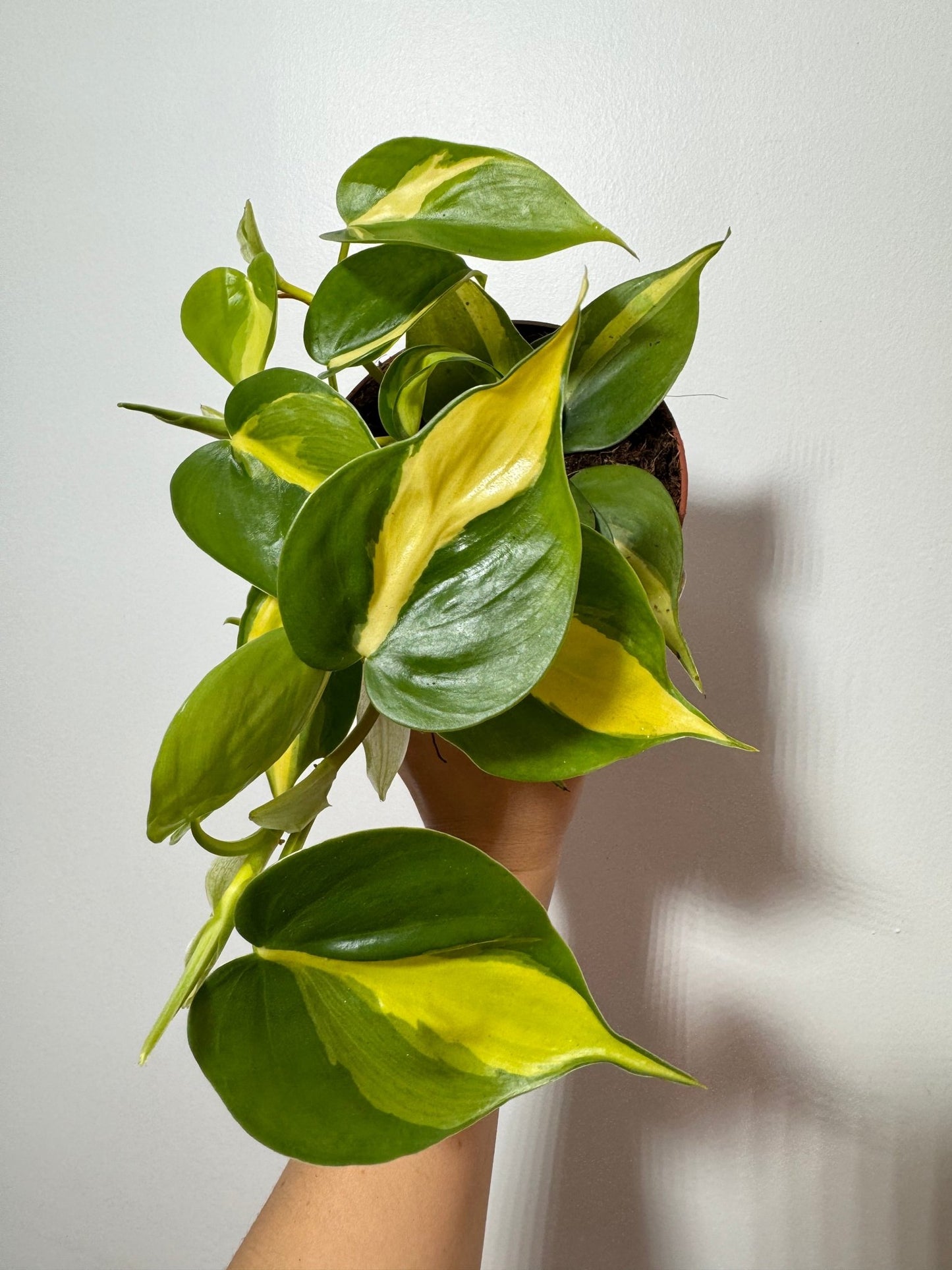 philodendron scandens yellow Philodendron Scandens Brasil – www.augi-plants.lv