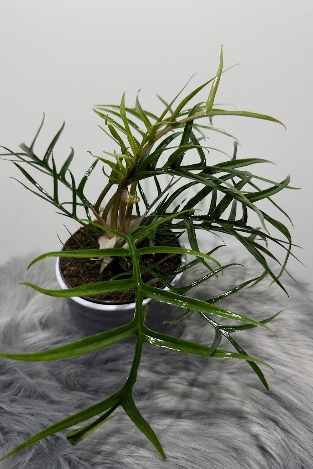 Philodendron Tortum - www.augi - plants.lv