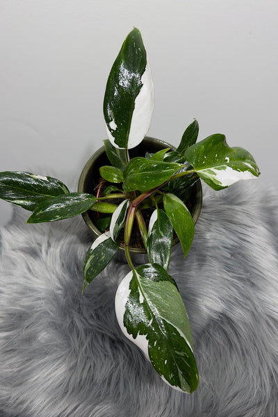 white princess philodendron toxic to cats Philodendron 'White Princess' – www.augi-plants.lv