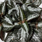 Pilea Silver Tree - www.augi - plants.lv