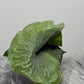 Platycerium Superbum - www.augi - plants.lv