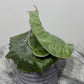 Platycerium Superbum - www.augi - plants.lv