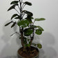 Polyscias Fabian - www.augi - plants.lv