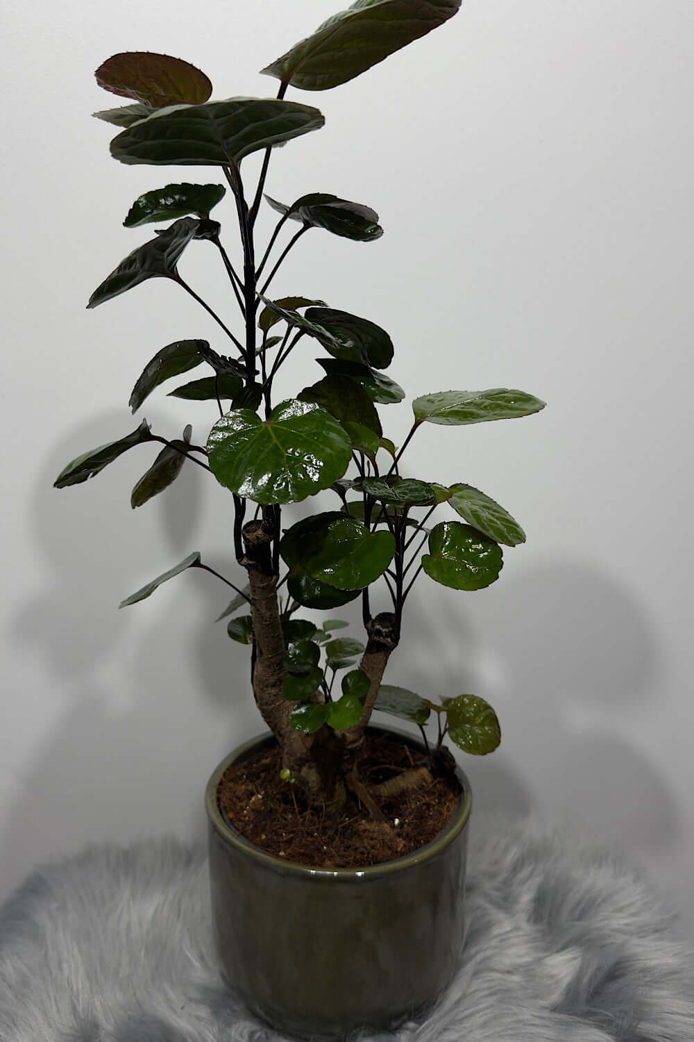 Polyscias Fabian - www.augi - plants.lv