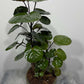 Polyscias Fabian - www.augi - plants.lv