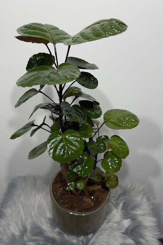 Polyscias Fabian - www.augi - plants.lv