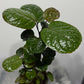 Polyscias Fabian - www.augi - plants.lv