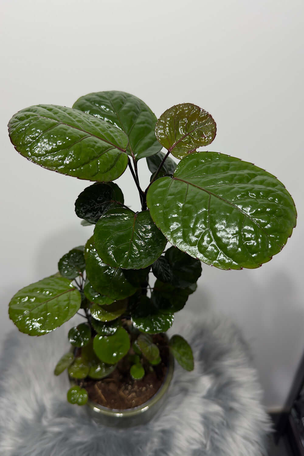 Polyscias Fabian - www.augi - plants.lv