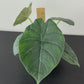 Alocasia Maharani