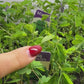 Mimosa Pudica