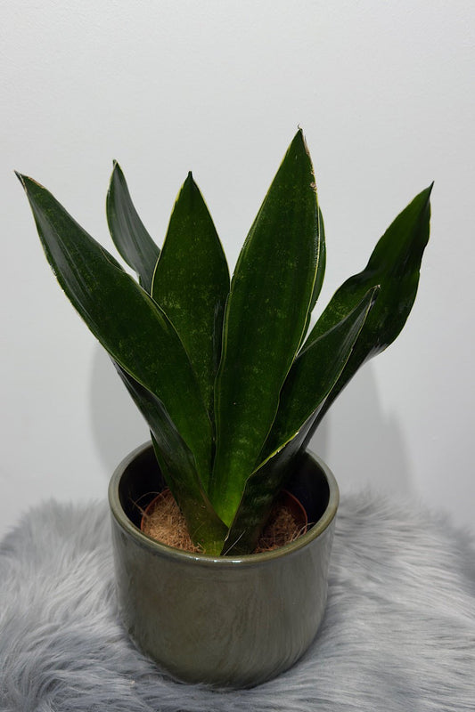 Sansevieria Black Jade - www.augi - plants.lv