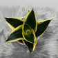 Sansevieria Black Star - www.augi - plants.lv