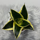 Sansevieria Black Star - www.augi - plants.lv