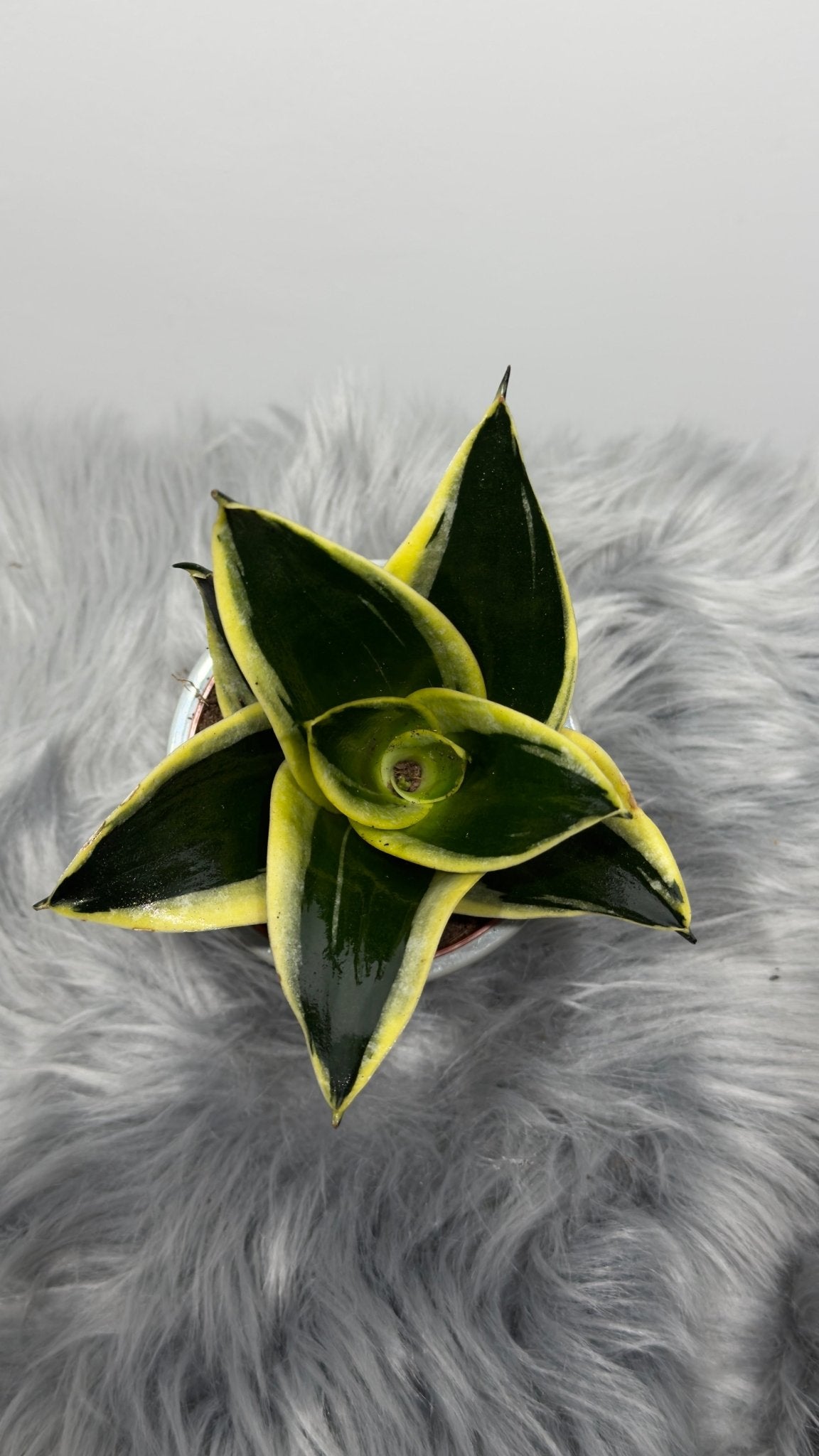 Sansevieria Black Star - www.augi - plants.lv