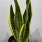 Sansevieria Futura Superba - www.augi - plants.lv