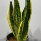 Sansevieria Futura Superba - www.augi - plants.lv