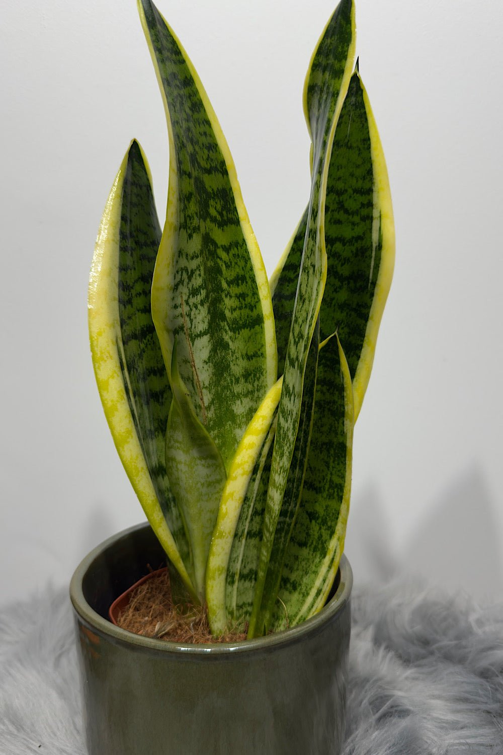 Sansevieria Futura Superba - www.augi - plants.lv