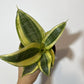 Sansevieria Golden Hahnii - www.augi - plants.lv