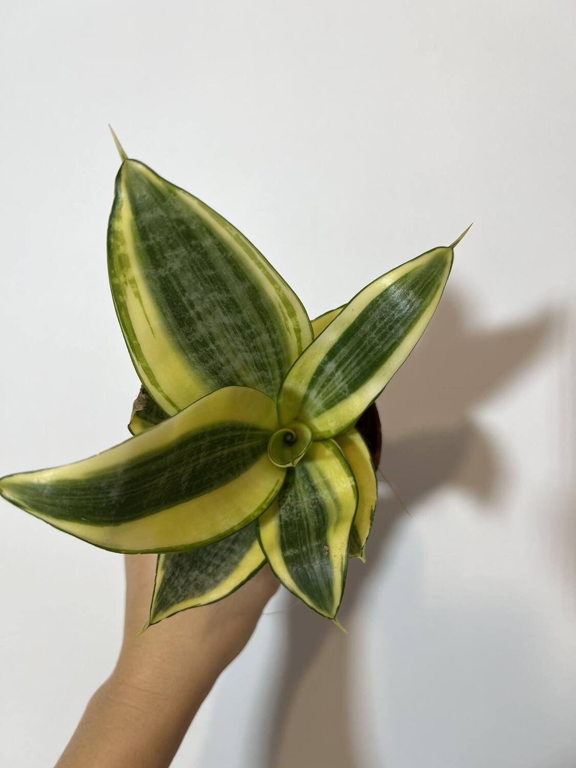 Sansevieria Golden Hahnii - www.augi - plants.lv
