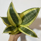 Sansevieria Golden Hahnii - www.augi - plants.lv