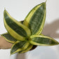Sansevieria Golden Hahnii - www.augi - plants.lv