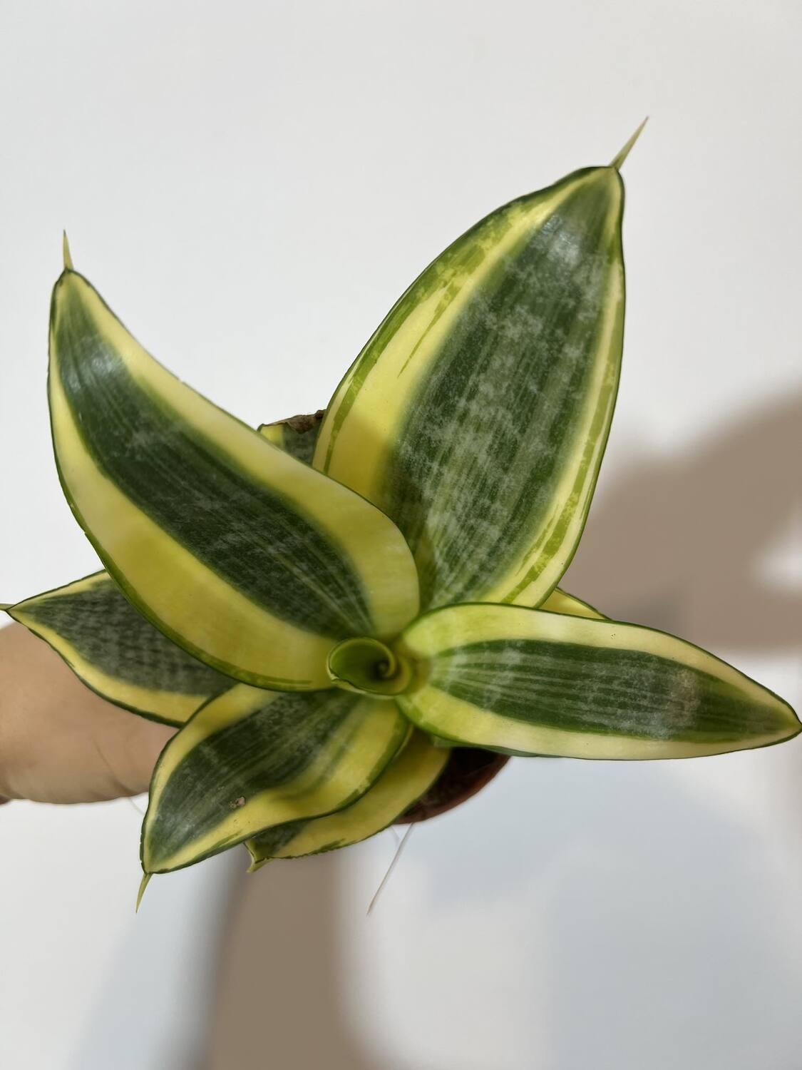 Sansevieria Golden Hahnii - www.augi - plants.lv