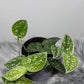 Scindapsus Pictus Silver Ann - www.augi - plants.lv