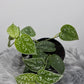 Scindapsus Pictus Silver Ann - www.augi - plants.lv