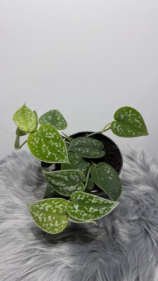 Scindapsus Pictus Silver Ann - www.augi - plants.lv