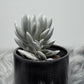 Senecio Haworthii - www.augi - plants.lv