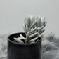 Senecio Haworthii - www.augi - plants.lv
