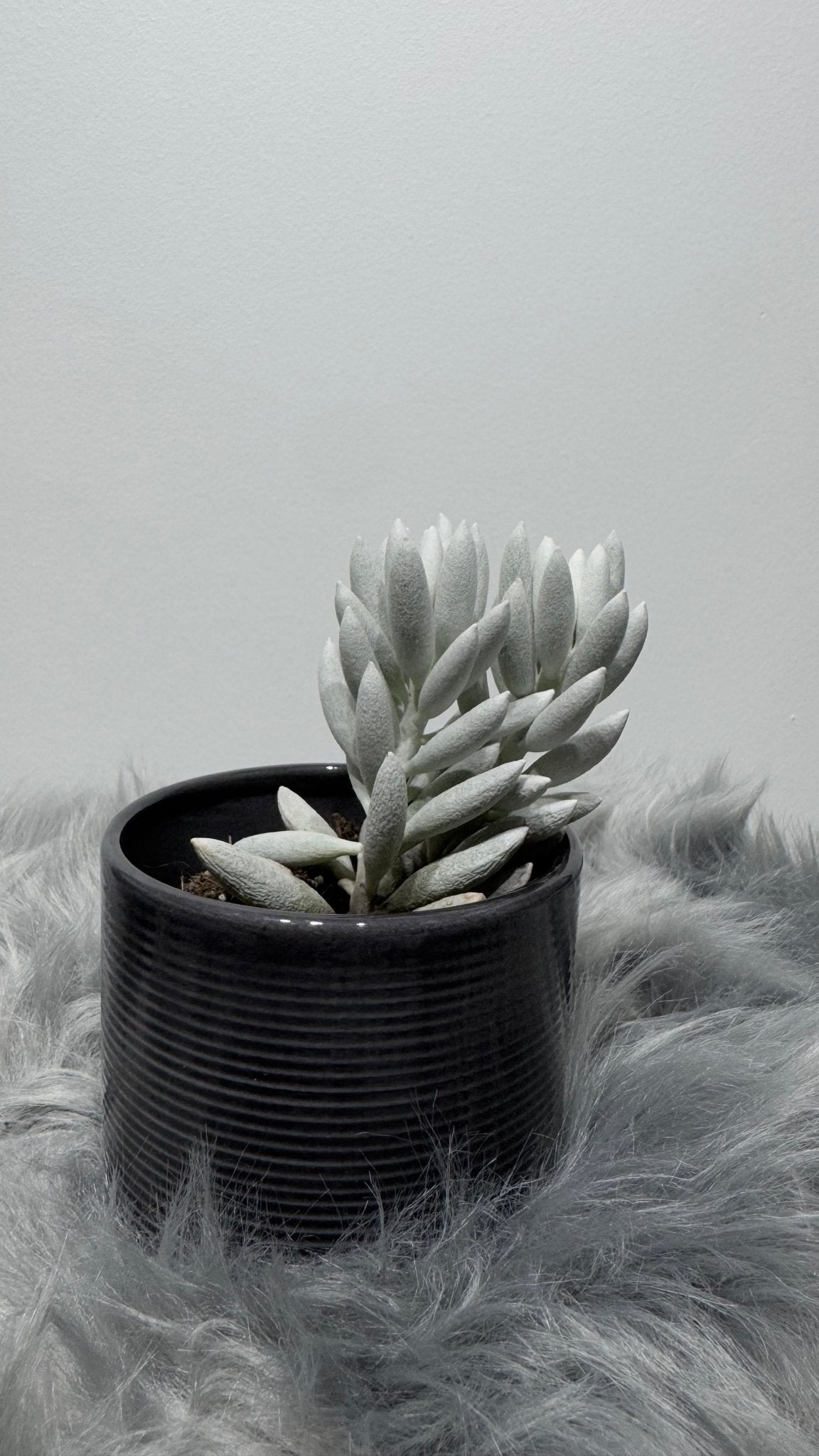 Senecio Haworthii - www.augi - plants.lv