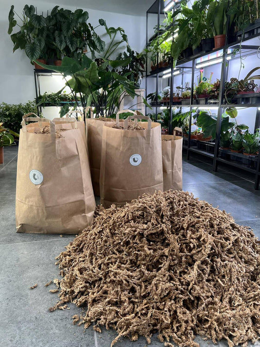 Sfagnu Sūnas - www.augi - plants.lv
