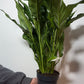 Spathiphyllum Diamond - www.augi - plants.lv