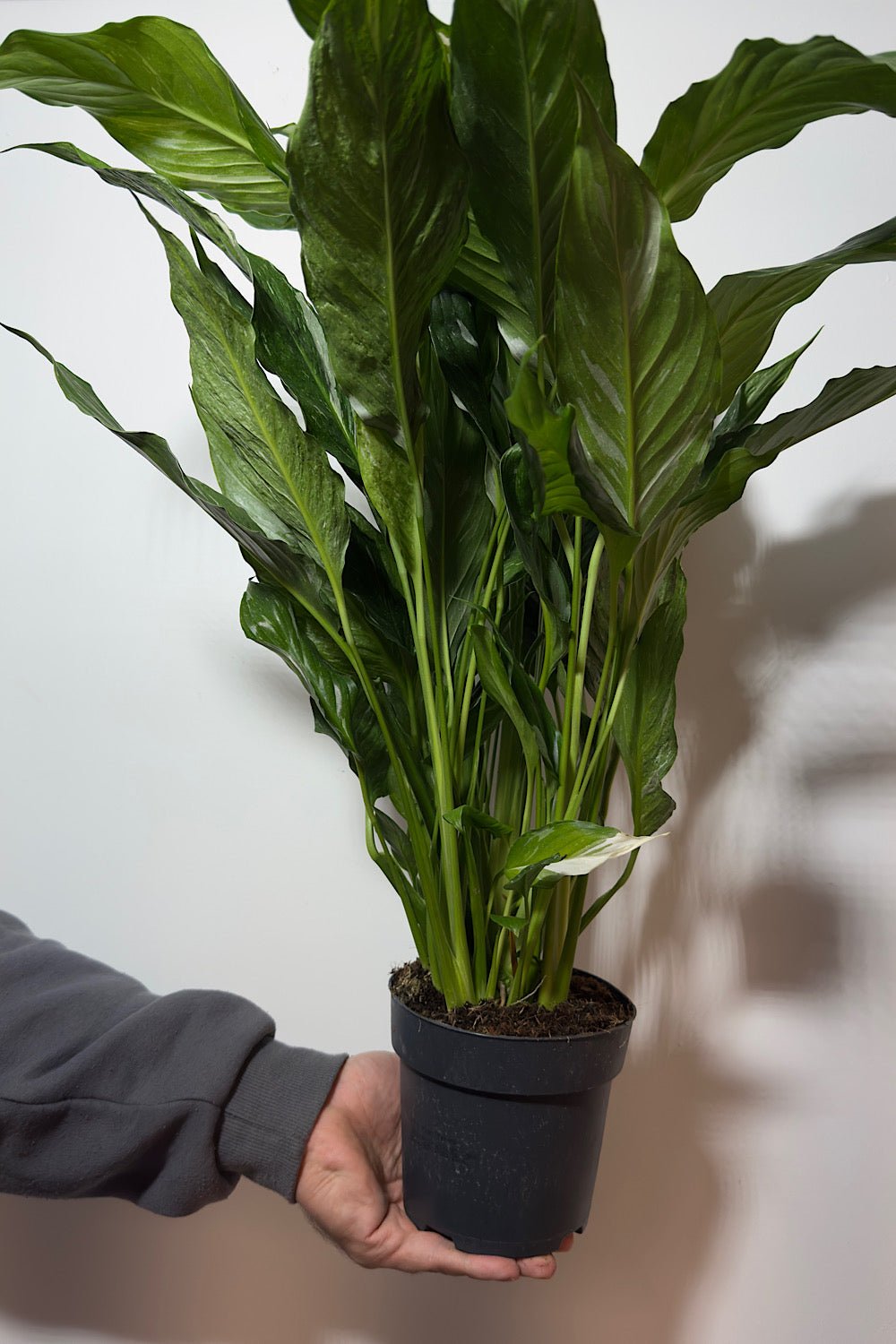 Spathiphyllum Diamond - www.augi - plants.lv