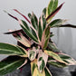 Stromanthe Triostar - www.augi - plants.lv
