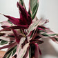 Stromanthe Triostar - www.augi - plants.lv