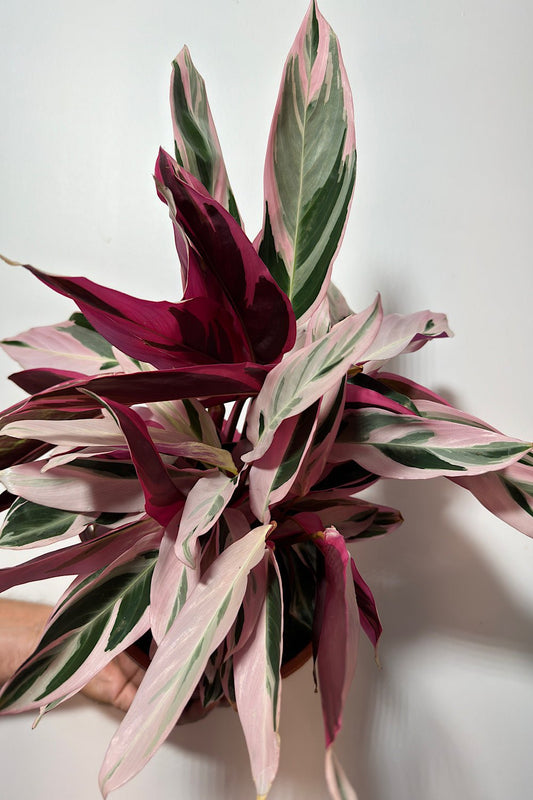 Stromanthe Triostar - www.augi - plants.lv