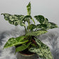 Syngonium Mottled - www.augi - plants.lv