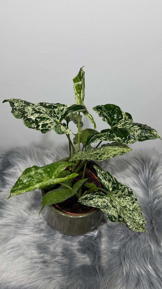 Syngonium Mottled - www.augi - plants.lv