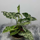 Syngonium Mottled - www.augi - plants.lv
