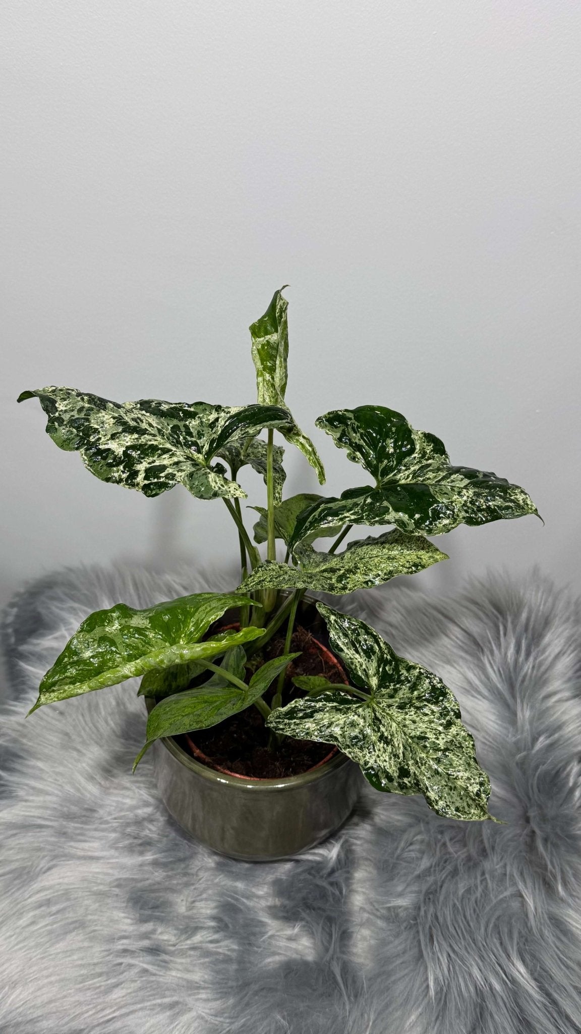 Syngonium Mottled - www.augi - plants.lv