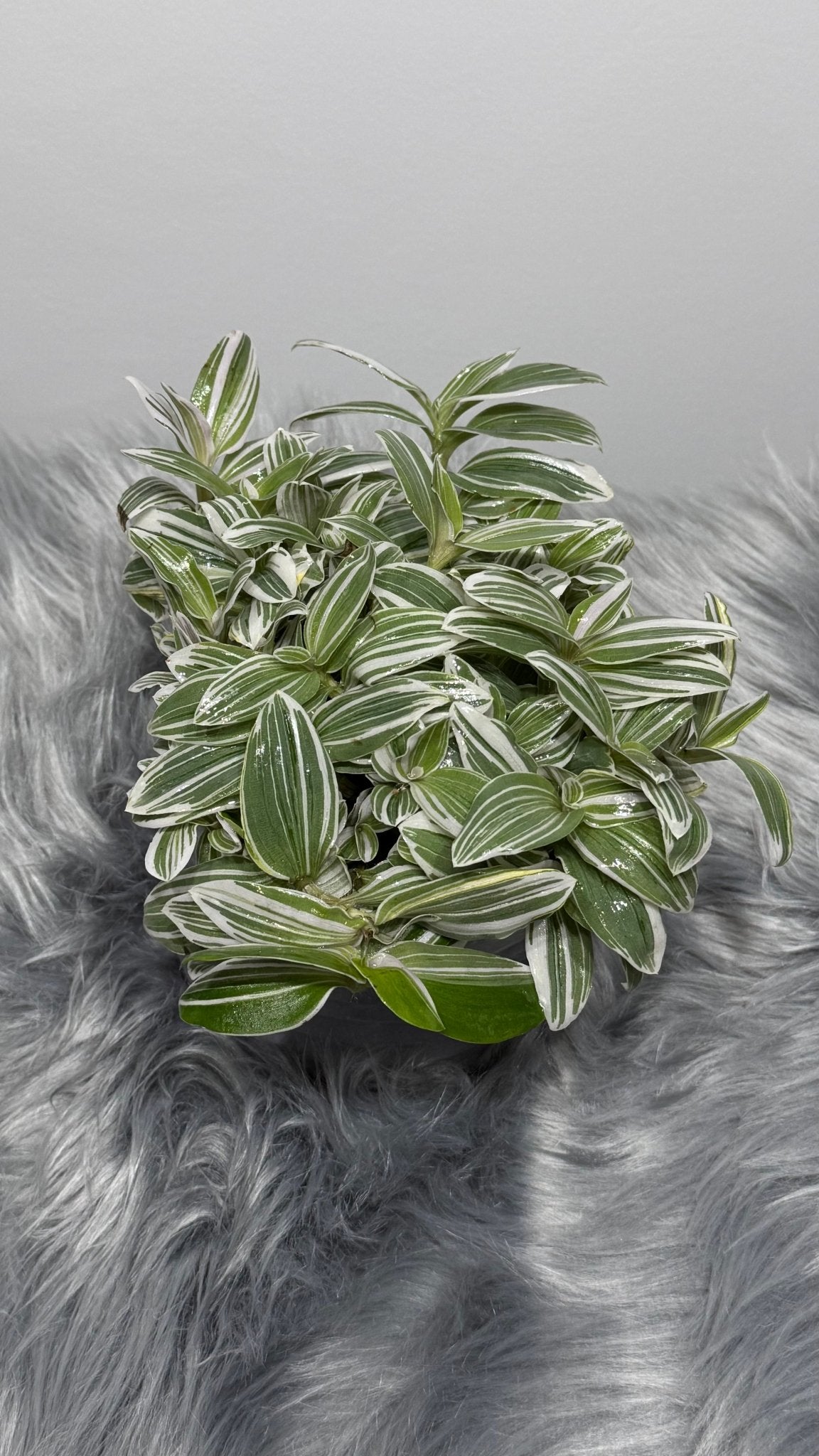 Tradescantia Tenderness - www.augi - plants.lv