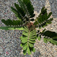 Zamia Furfuracea - www.augi - plants.lv