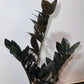 Zamioculcas Raven - www.augi - plants.lv