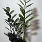 Zamioculcas Raven - www.augi - plants.lv