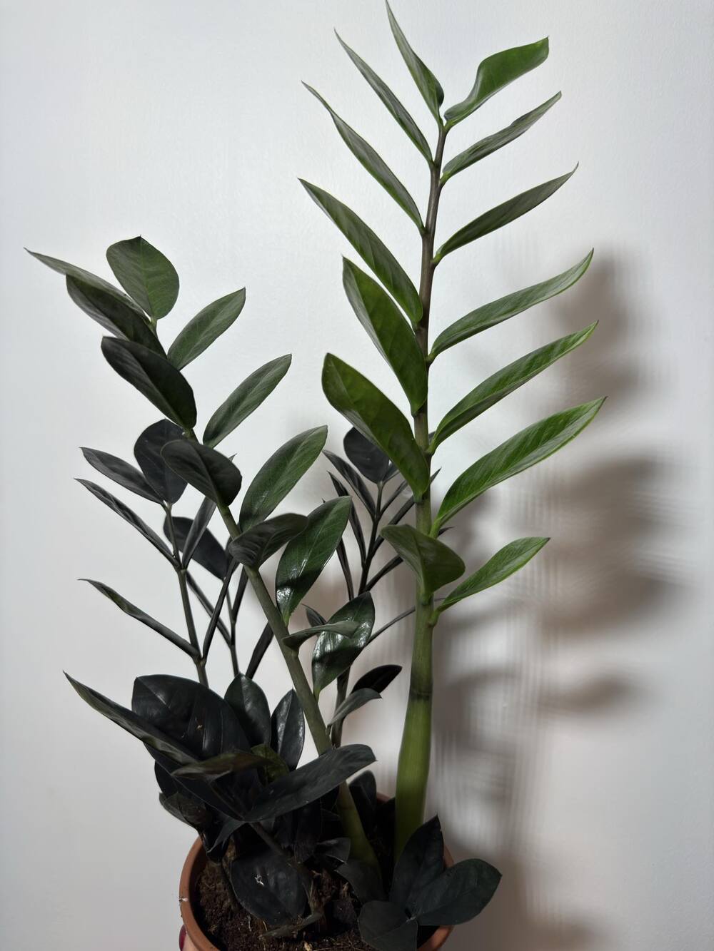 Zamioculcas Raven - www.augi - plants.lv